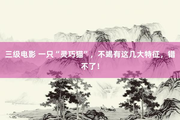 三级电影 一只“灵巧猫”,不竭有这几大特征,错不了!